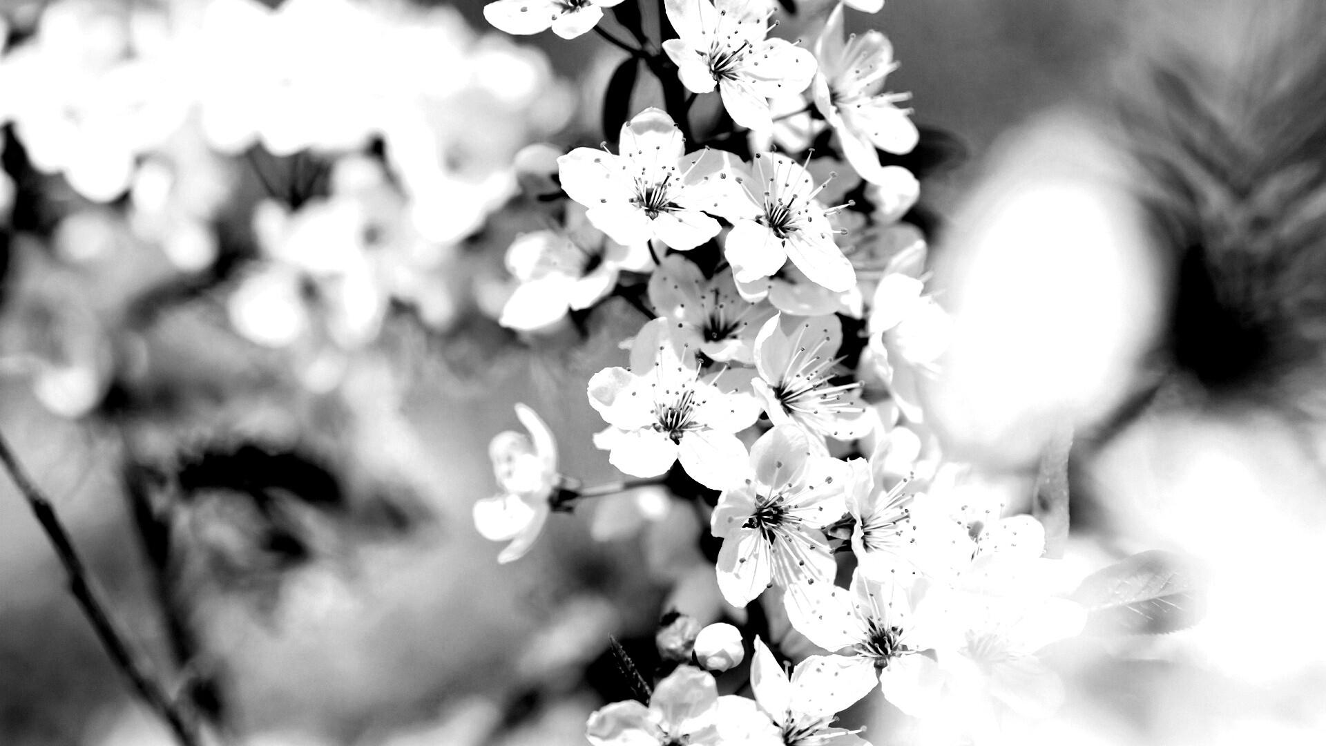 Цветение вишни обои