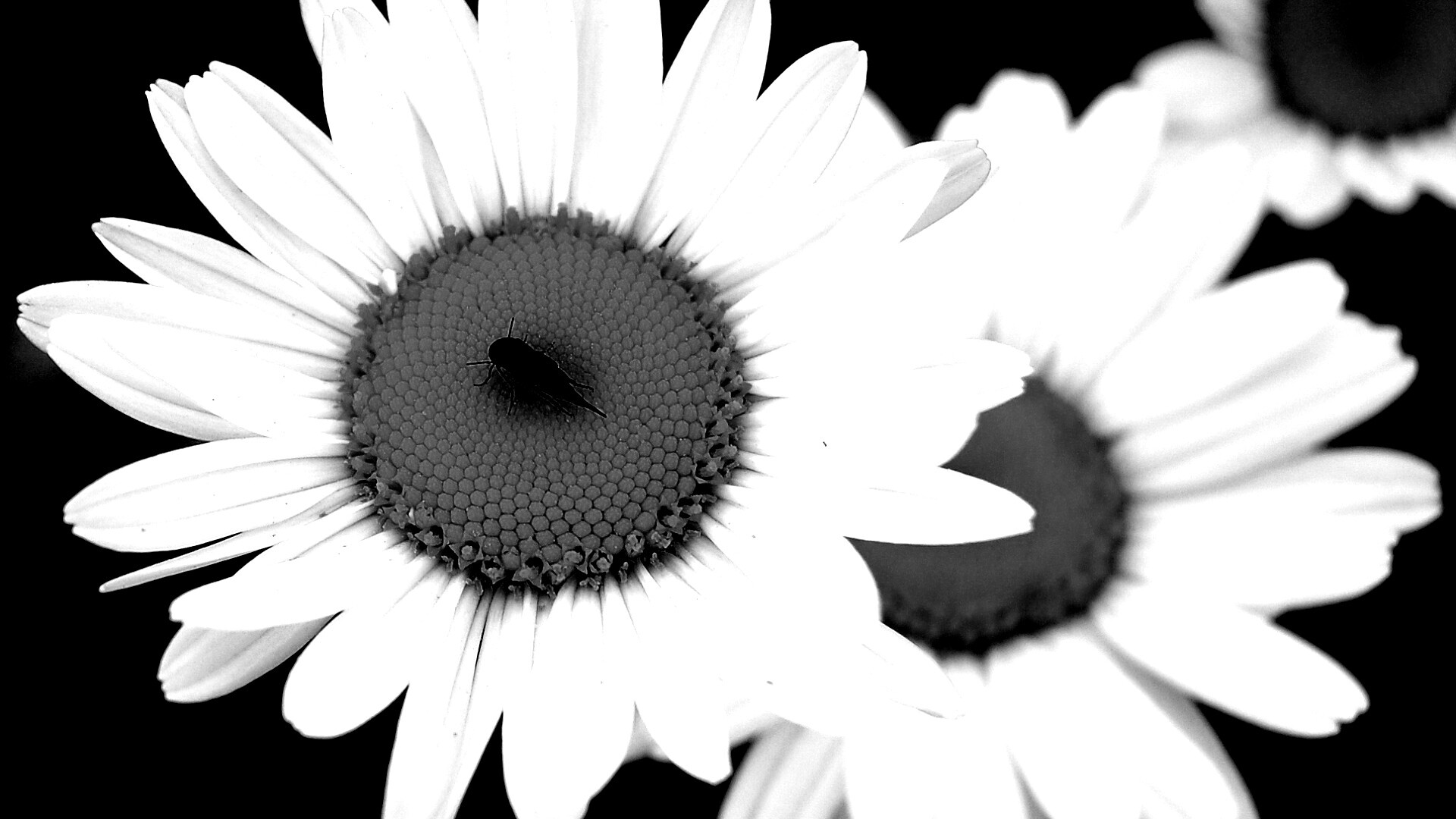 Ромашки обои