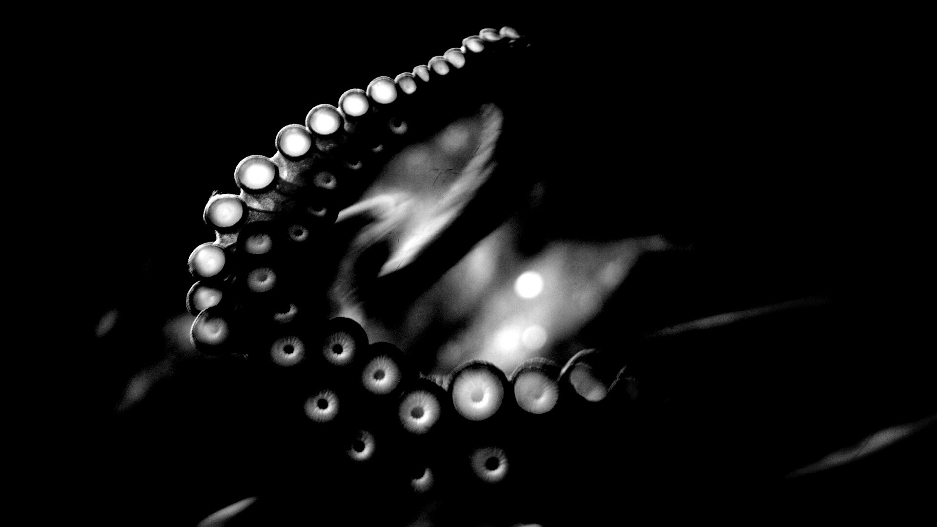 Щупальце обои