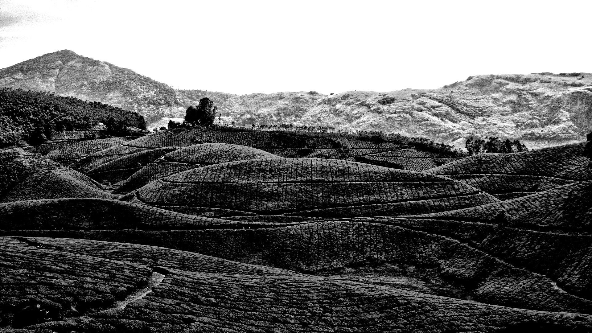 Плантации в Индии обои