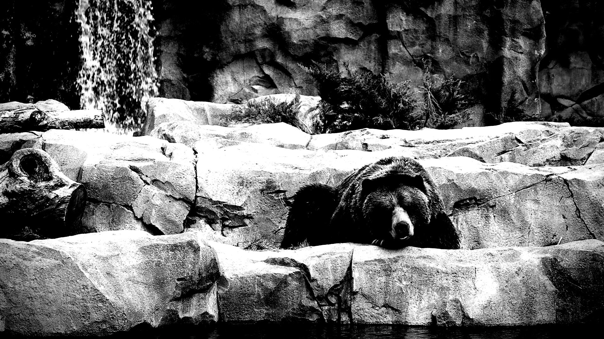 Медведь обои