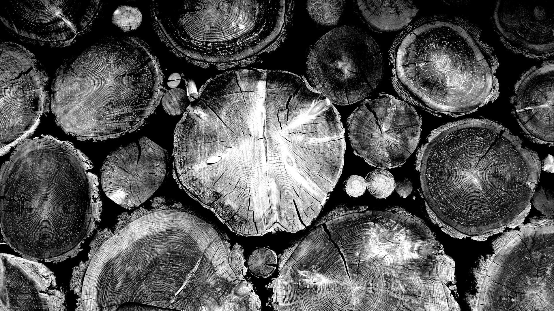 Древесный спил обои