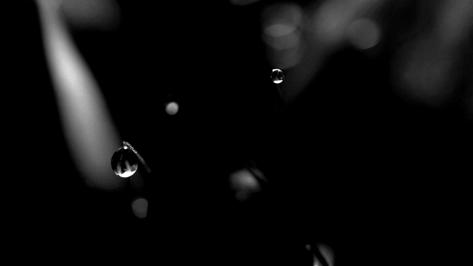 Роса на травинке обои