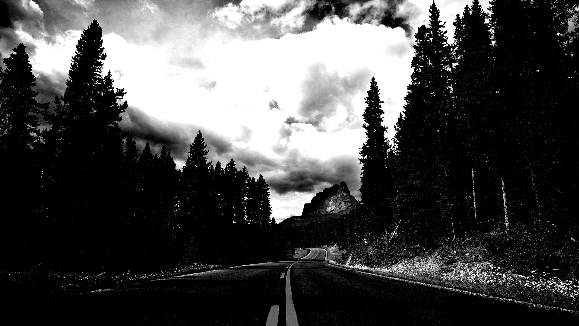 Красивая лесная дорога обои