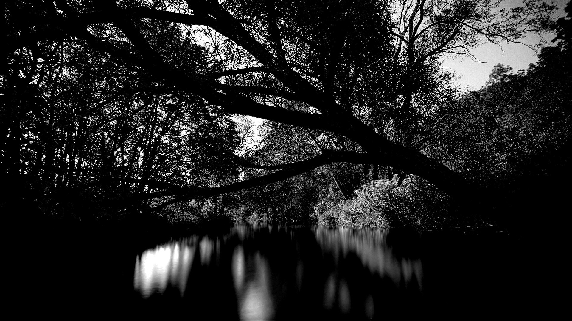 Спокойная лесная река обои