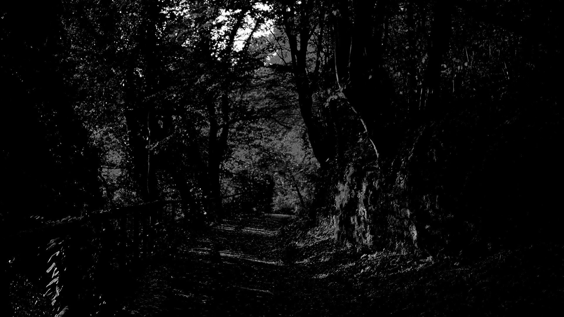 Лесная дорожка обои