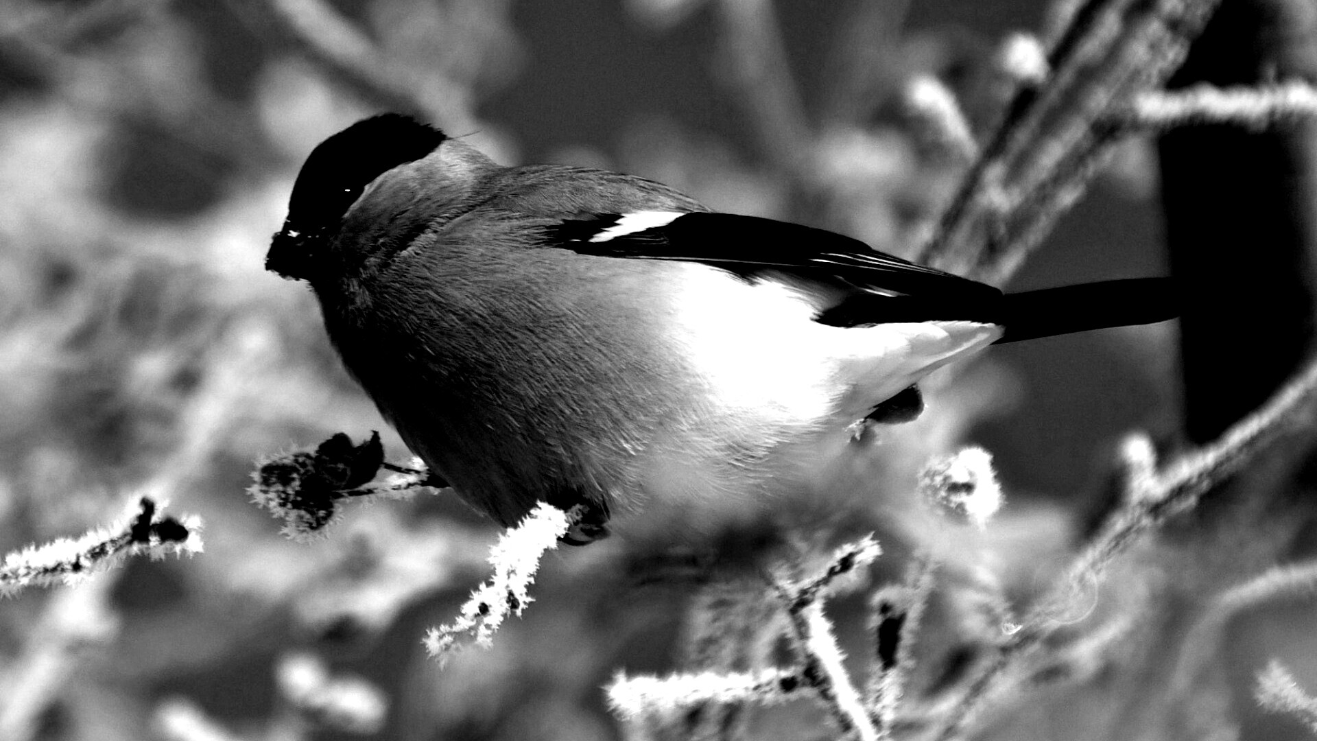 Снегирь на ветке обои