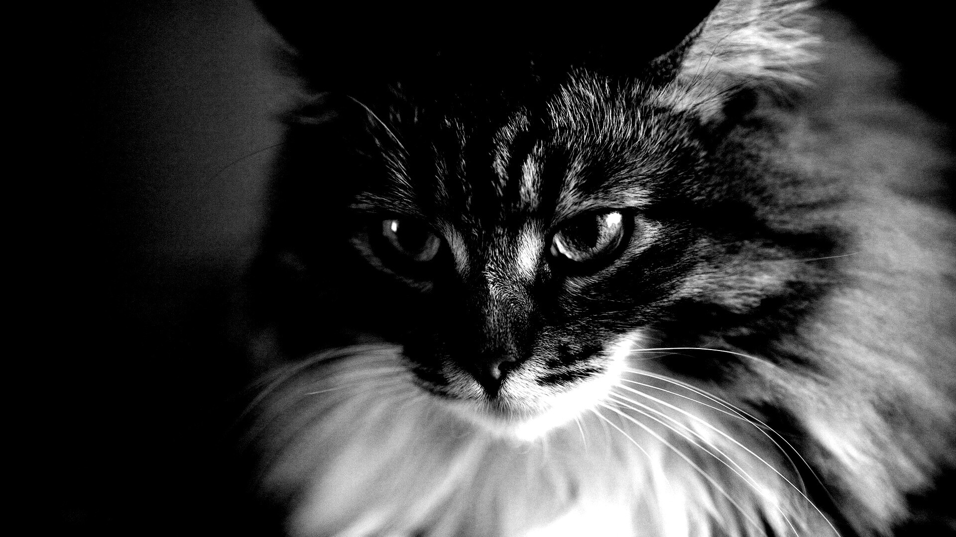 Суровый кот обои