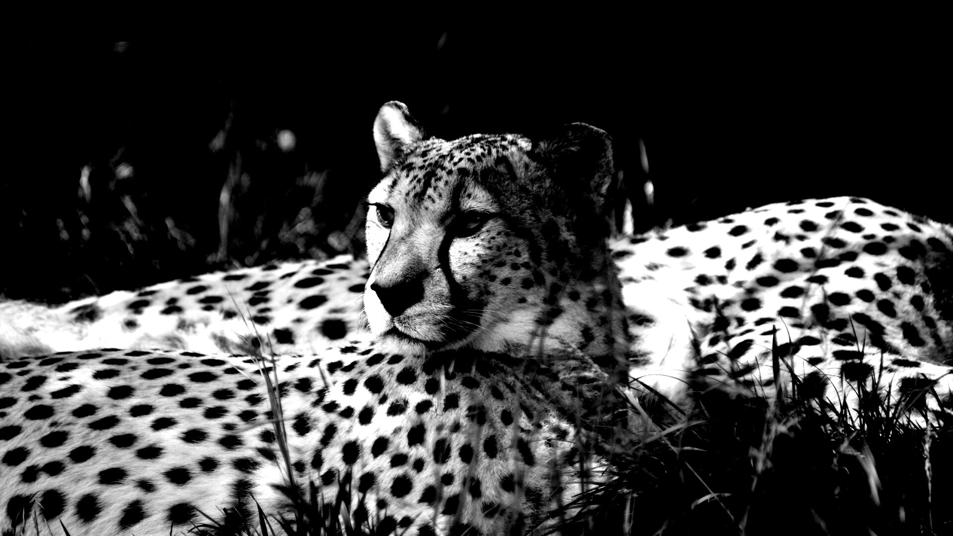 Два изящных гепард в природе обои