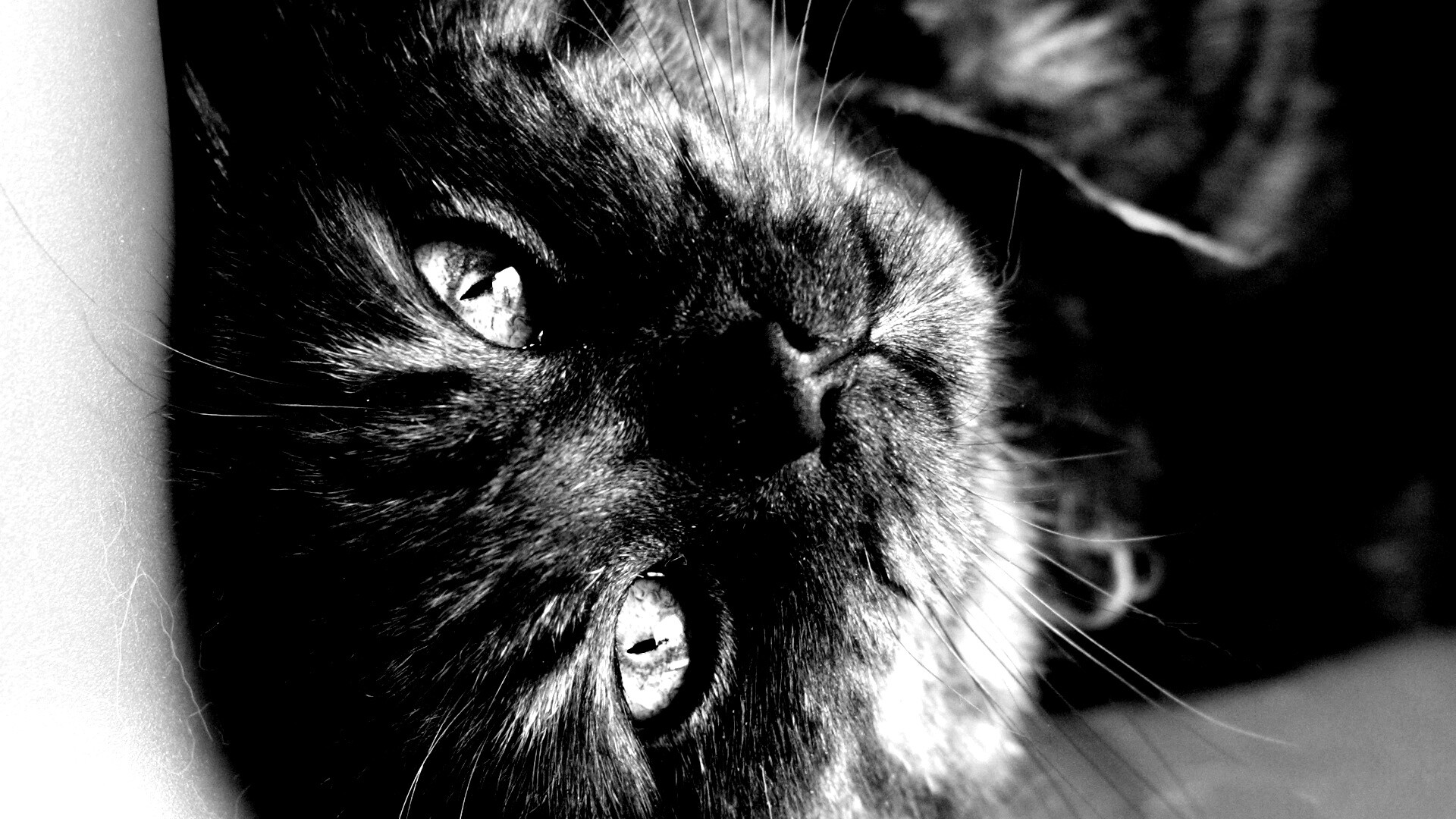 Игривый котёнок обои