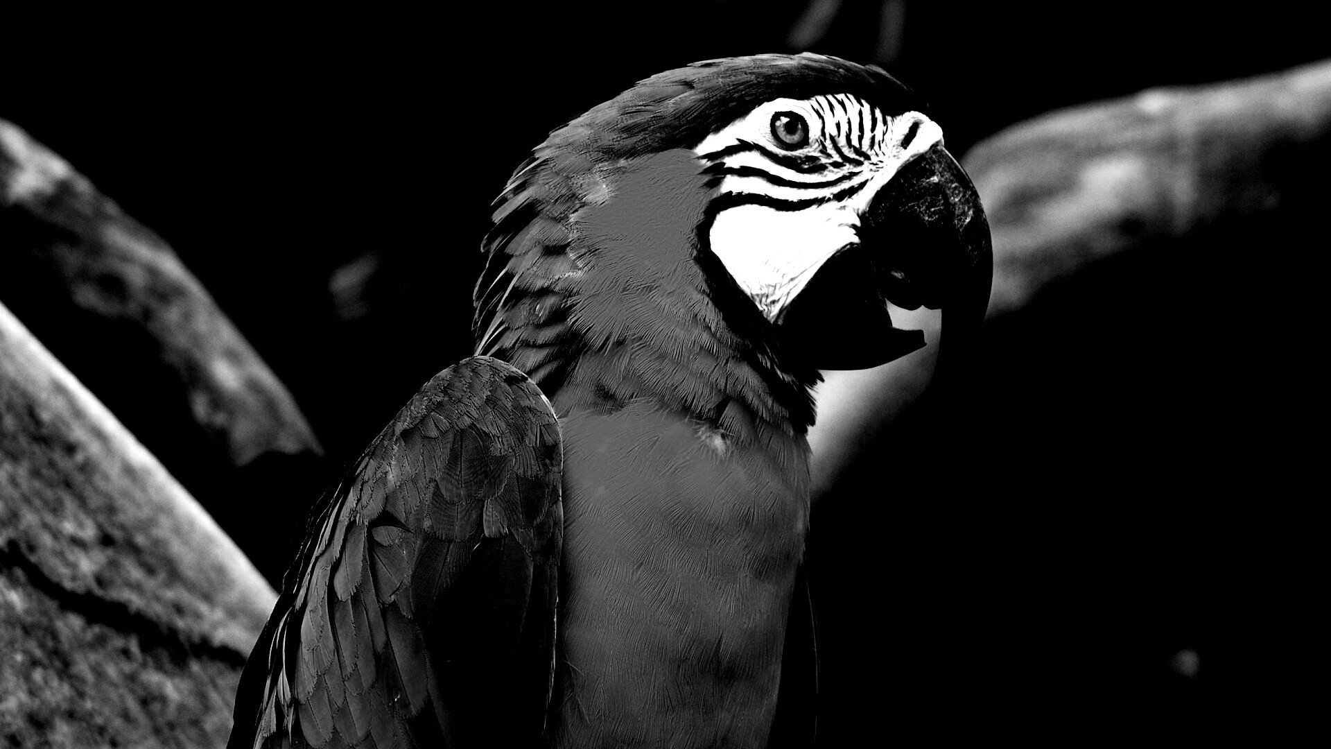 Разноцветынй попугай обои