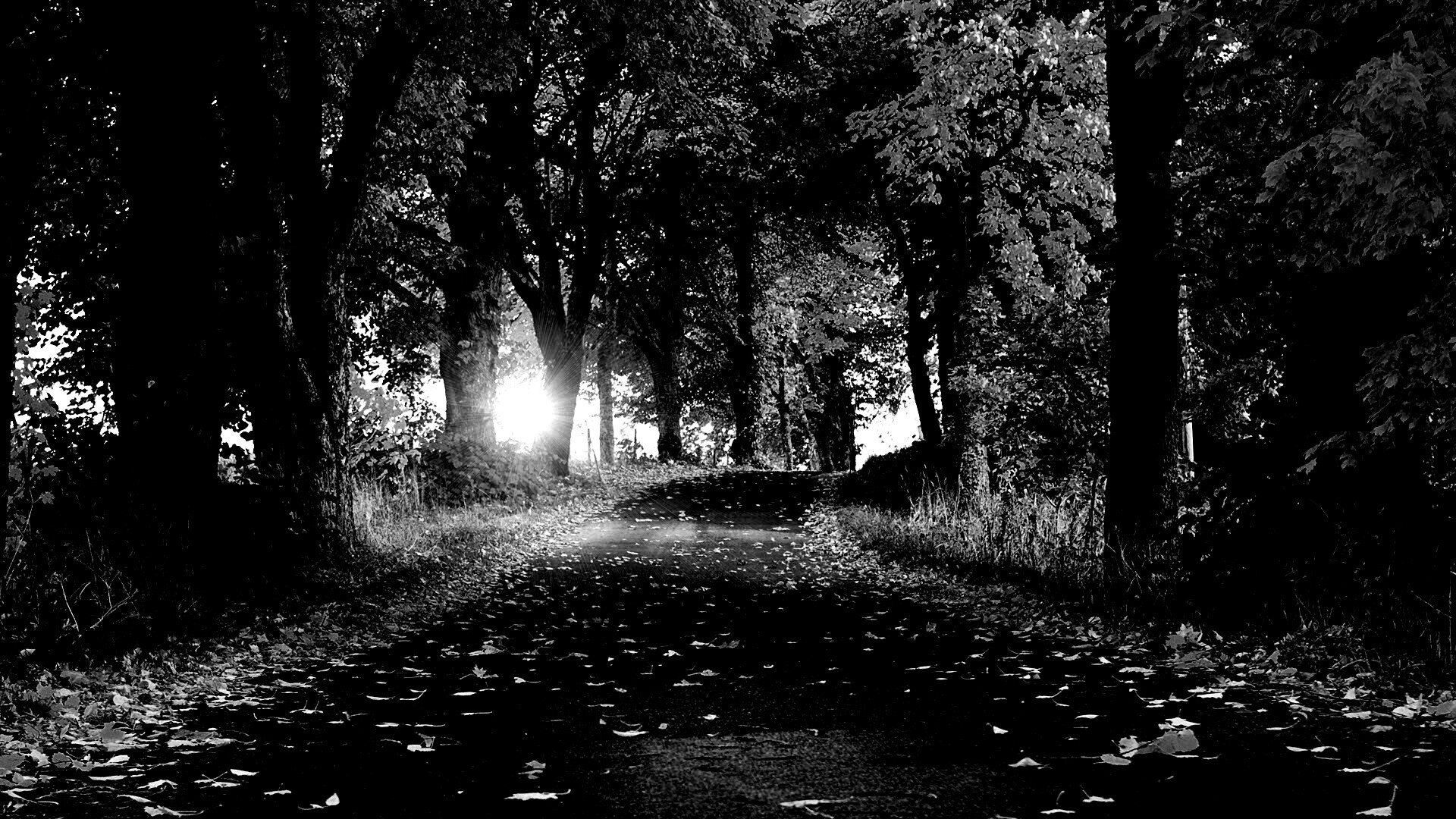 Дорога в осеннем парке обои