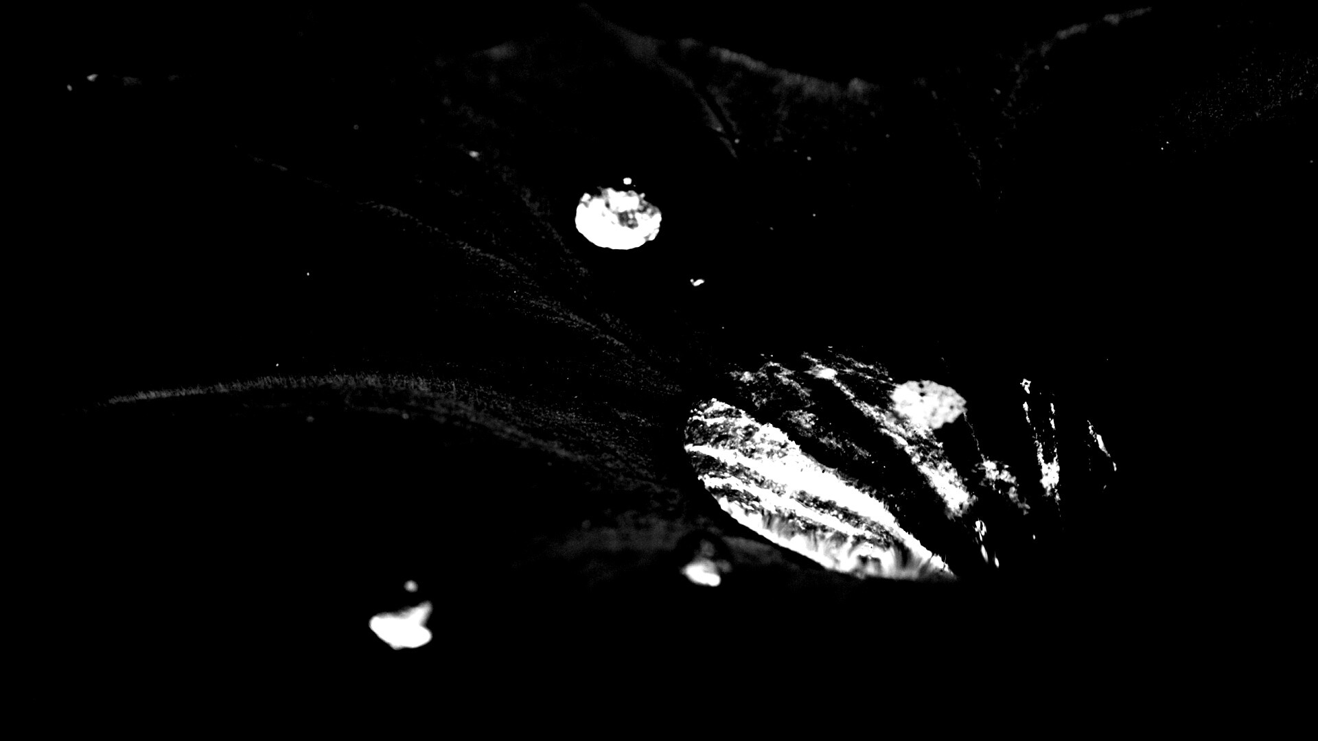 Капля в листе обои