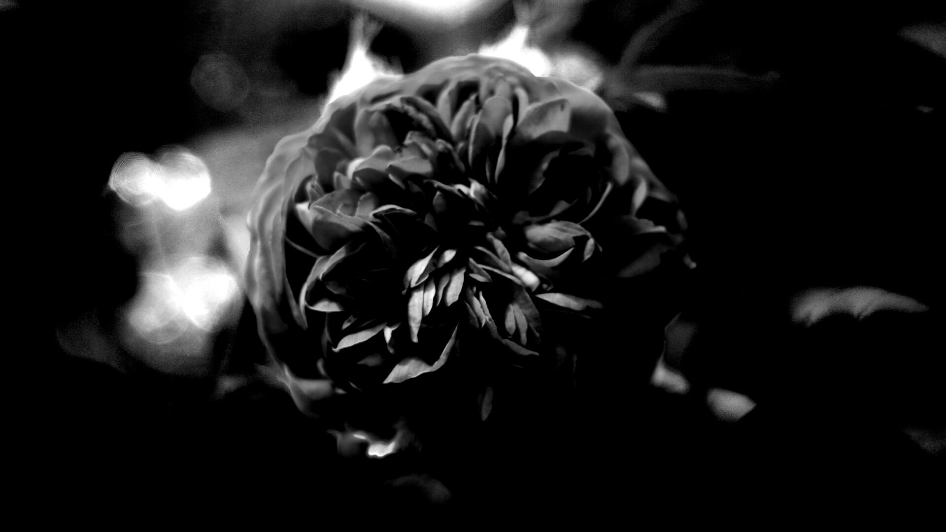 Клевер крупным планом обои