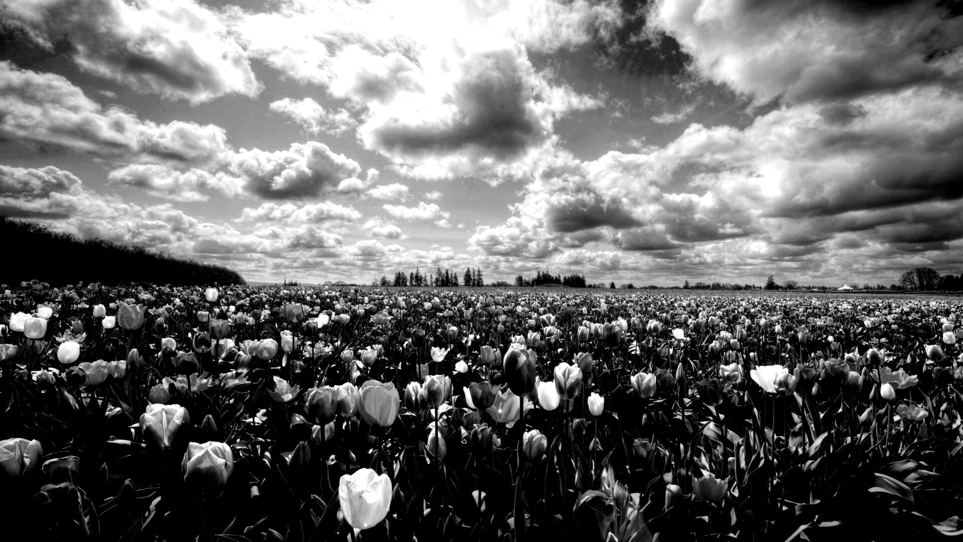 Поле тюльпанов обои