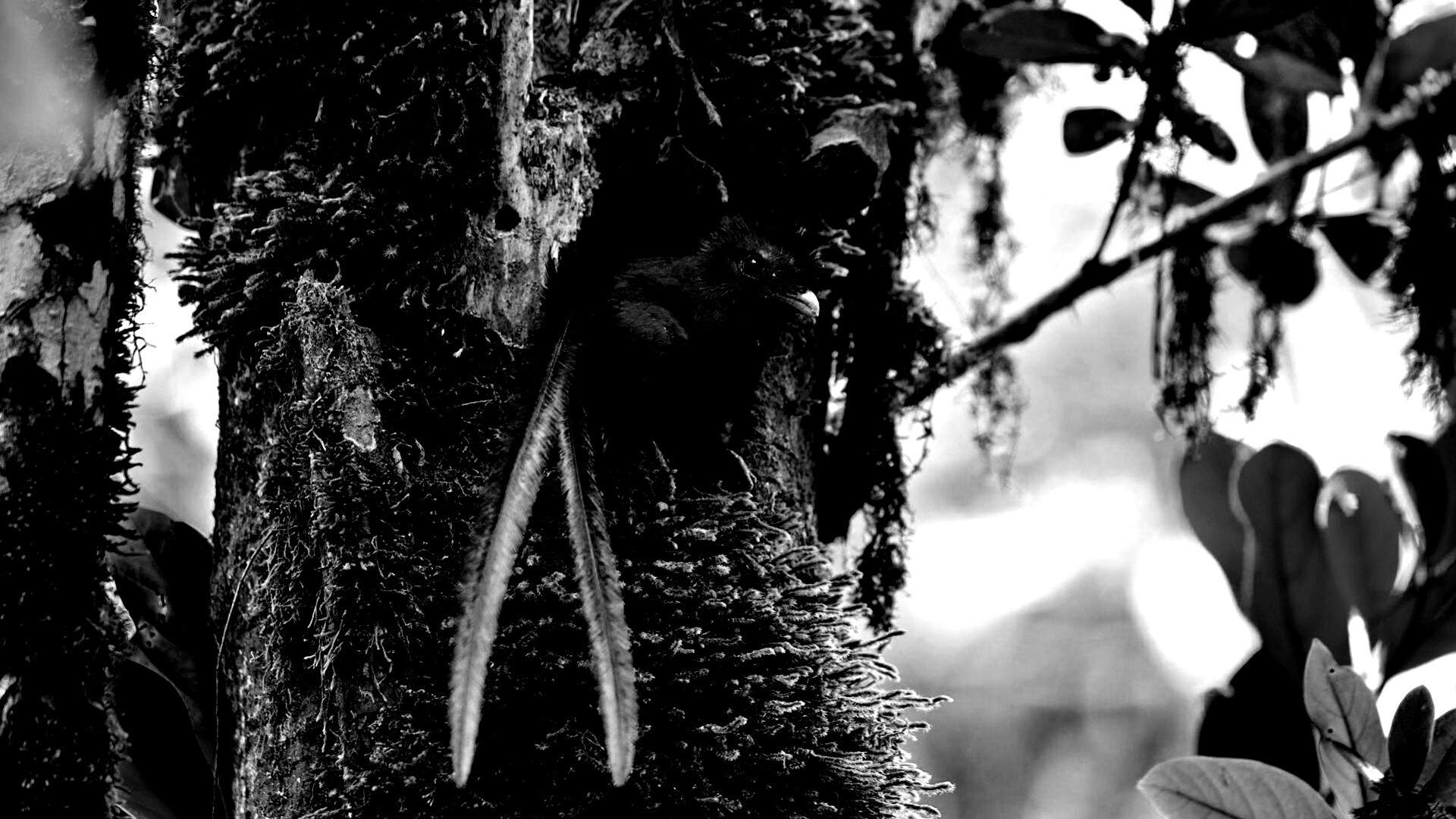 Райская птица в дупле обои