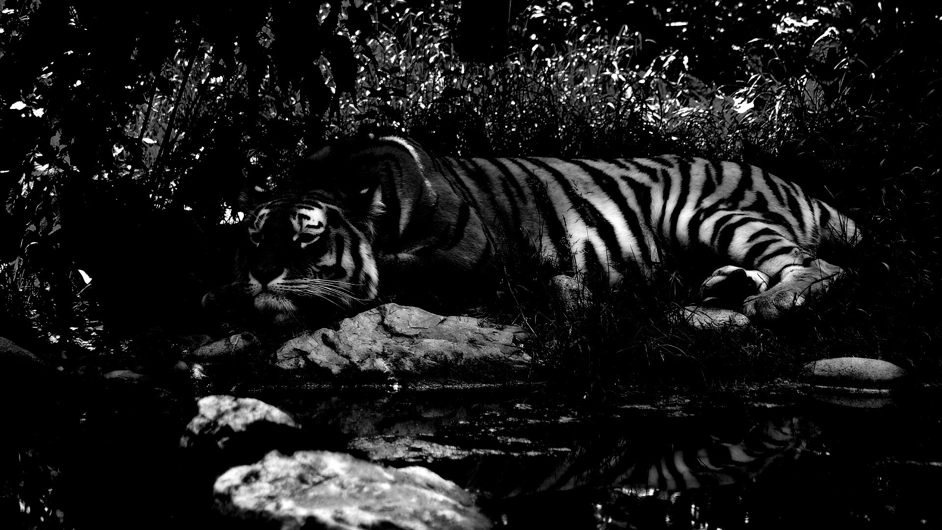 Тигр отдыхает обои