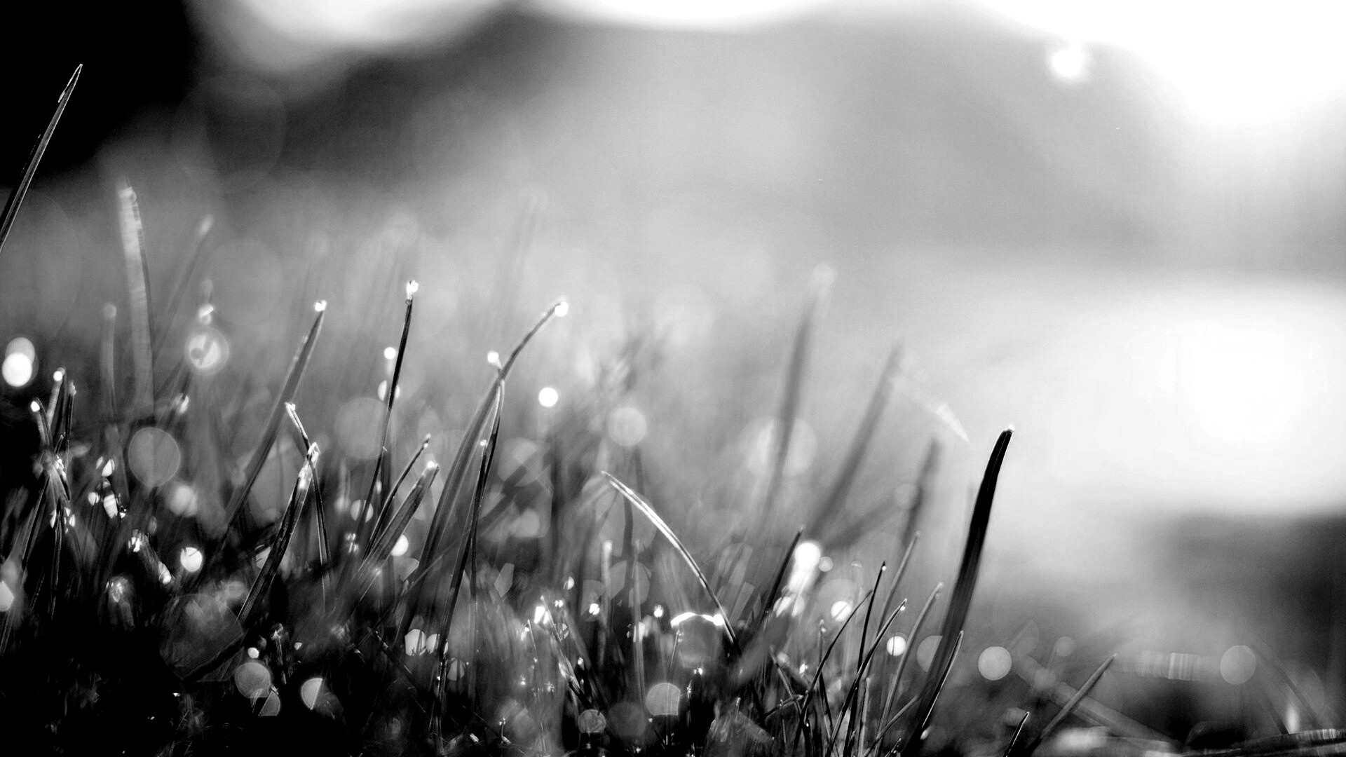 Красивая сочная трава обои