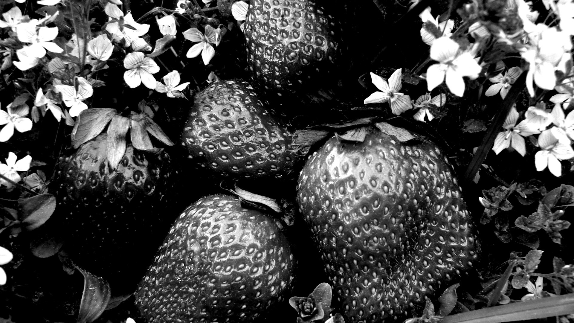 Клубника обои