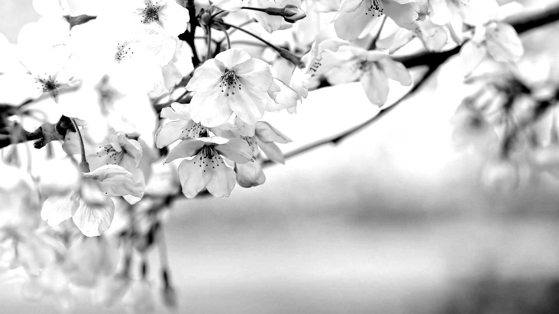 Цветение вишни обои