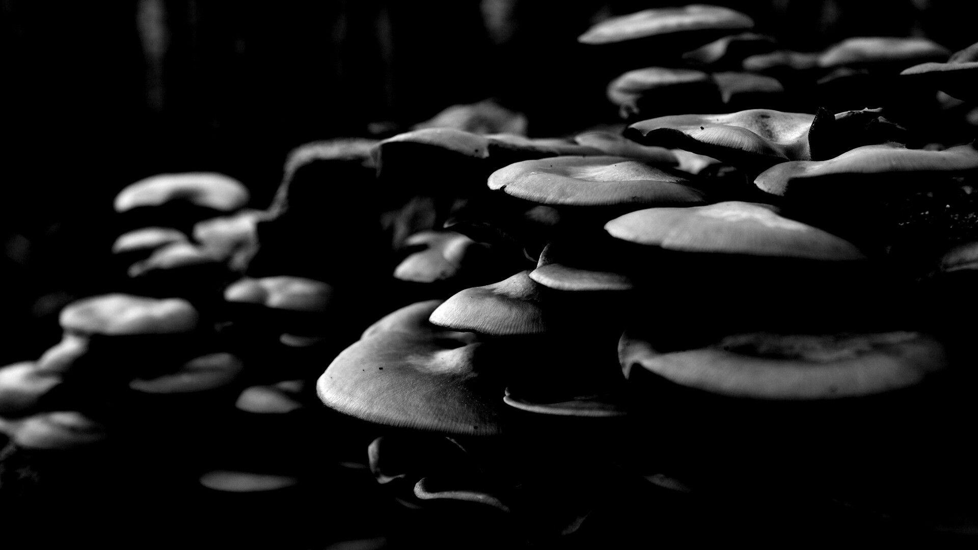 Лесные грибы на пне обои