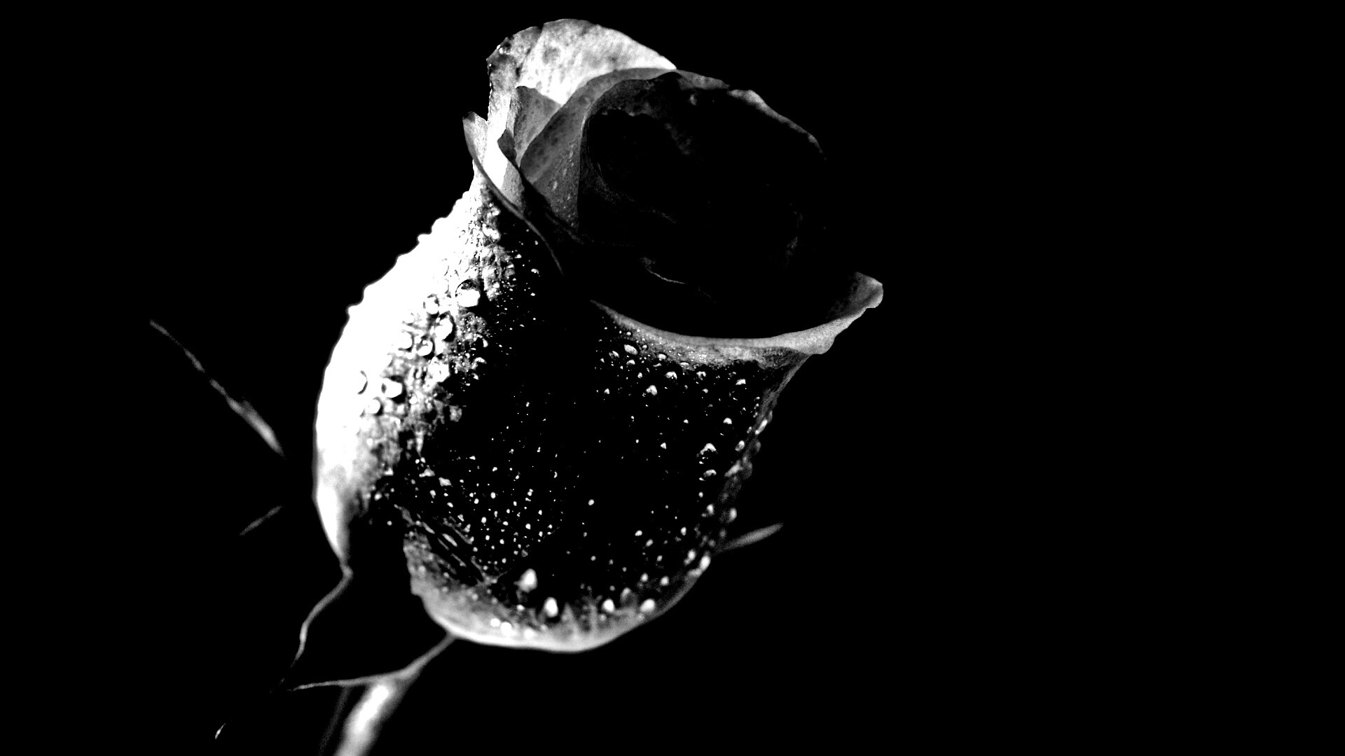 Тёмный бутон обои