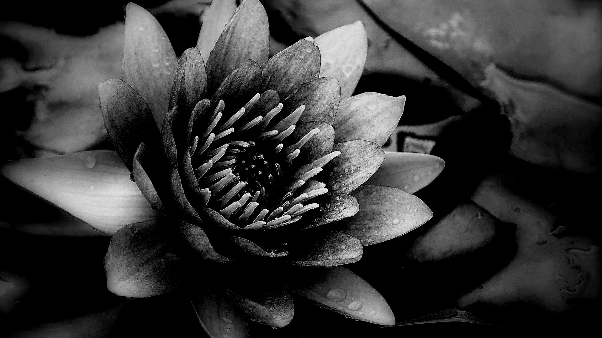 Кувшинка обои