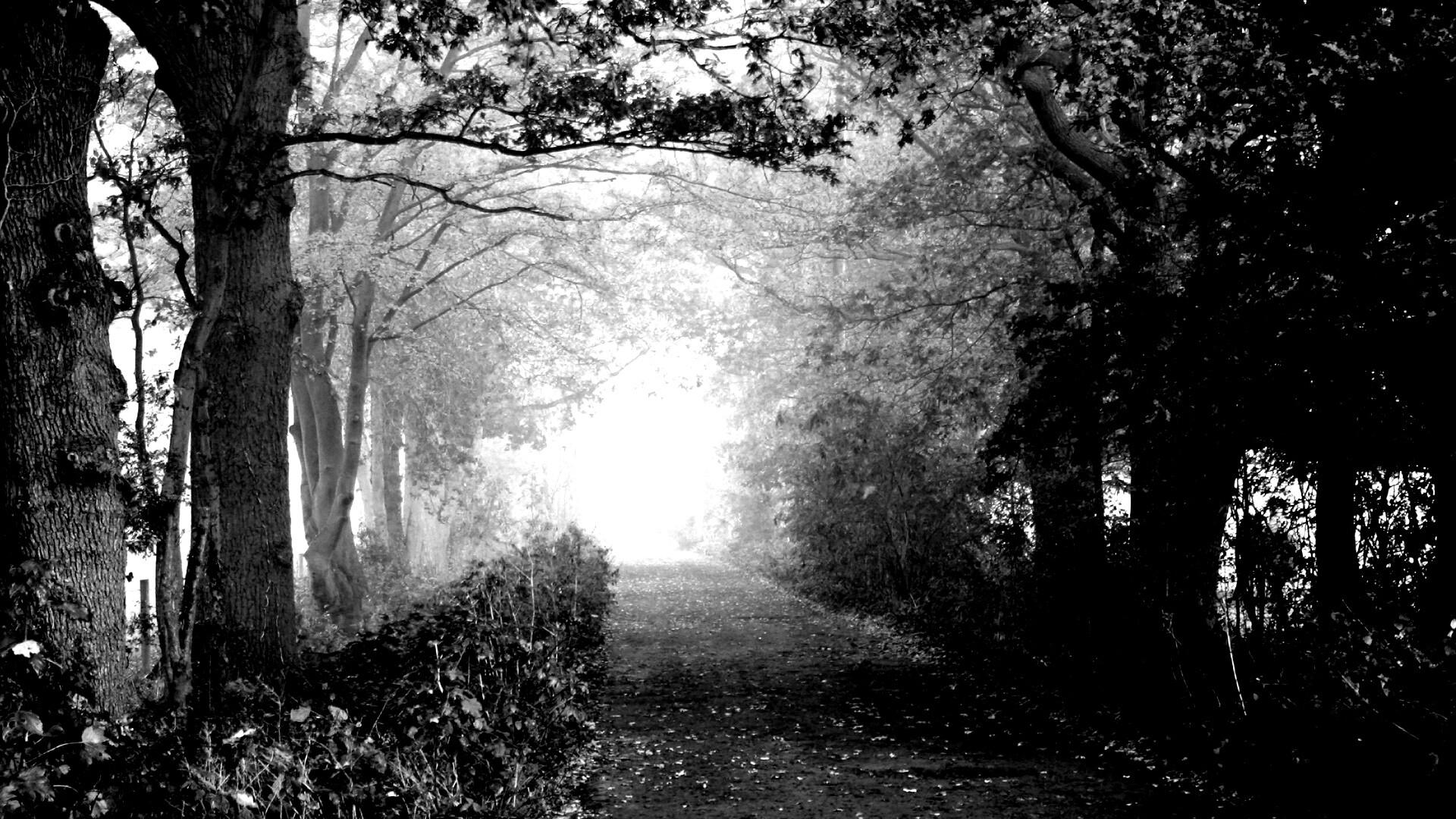 Парковая дорожка обои