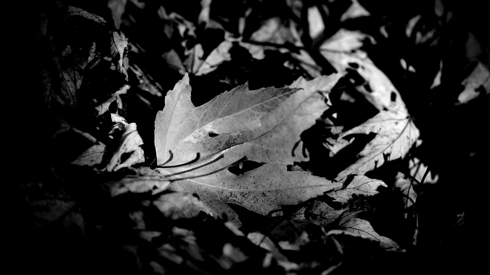 Мёртвая листва обои