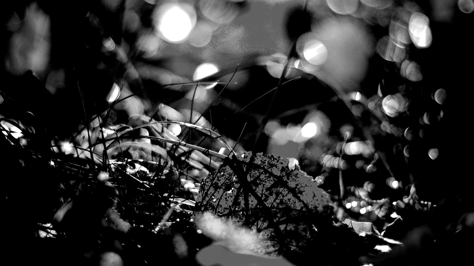 Опавший лист в траве обои