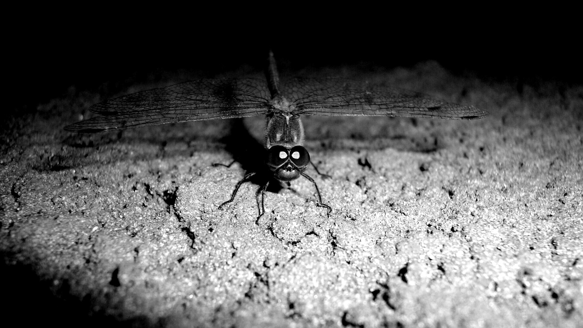 Стрекоза обои