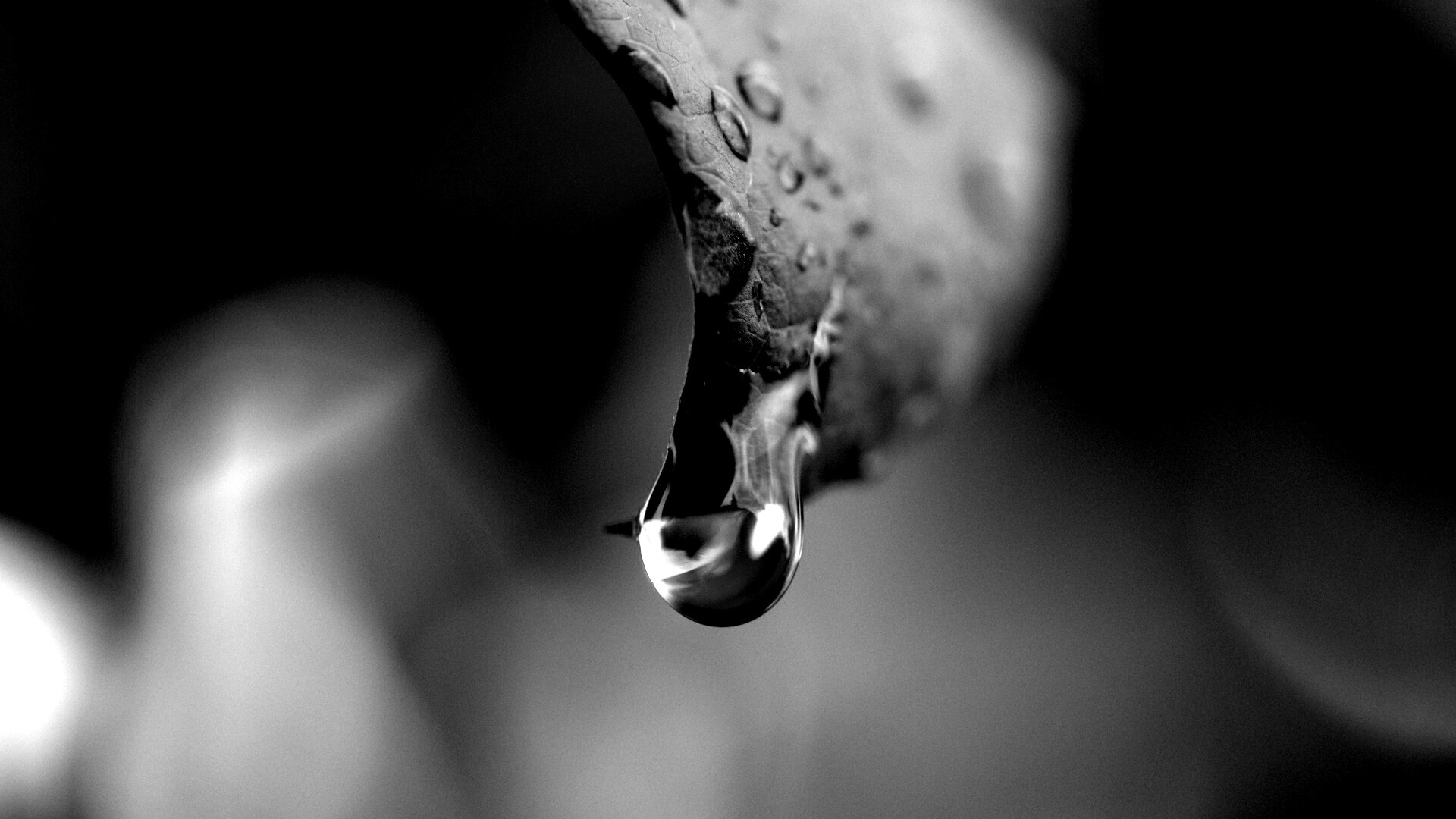 Капля на листе обои