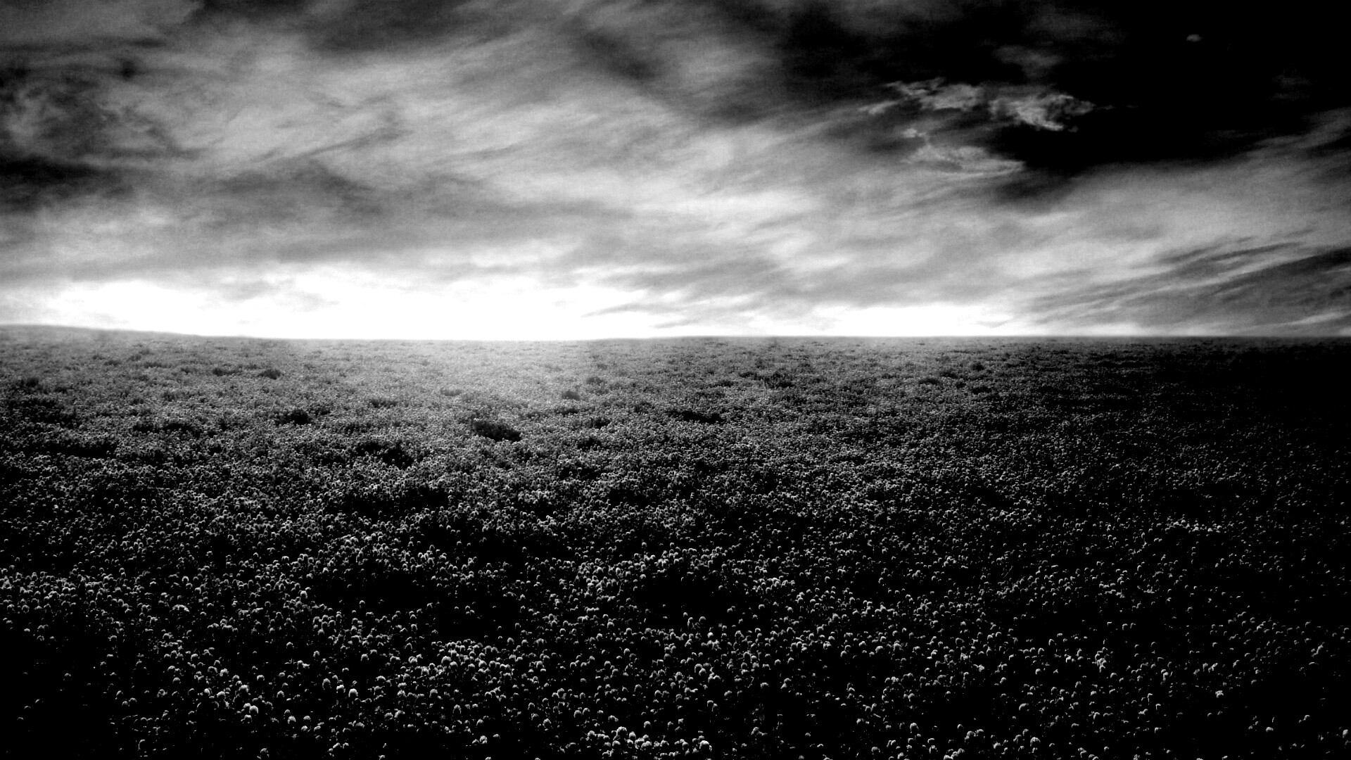 Закатное небо над цветочным полем обои