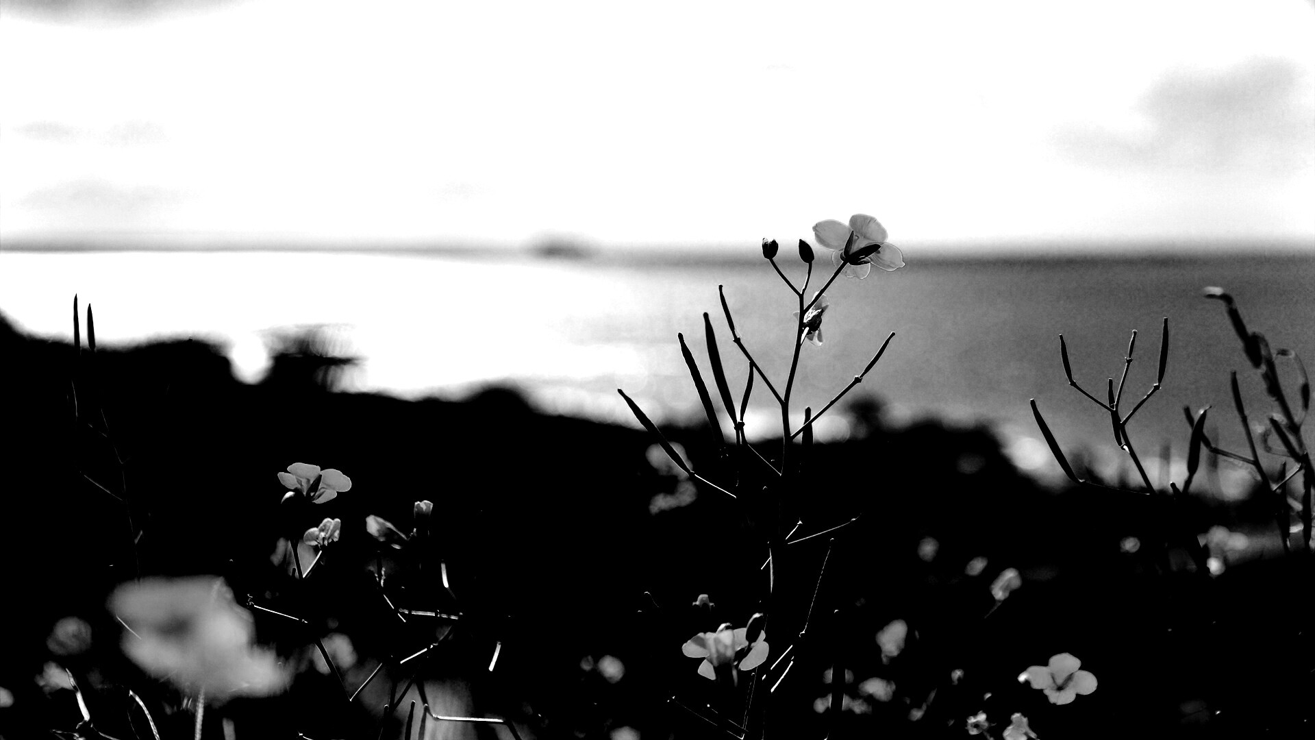 Мелкие жёлтые цветы обои