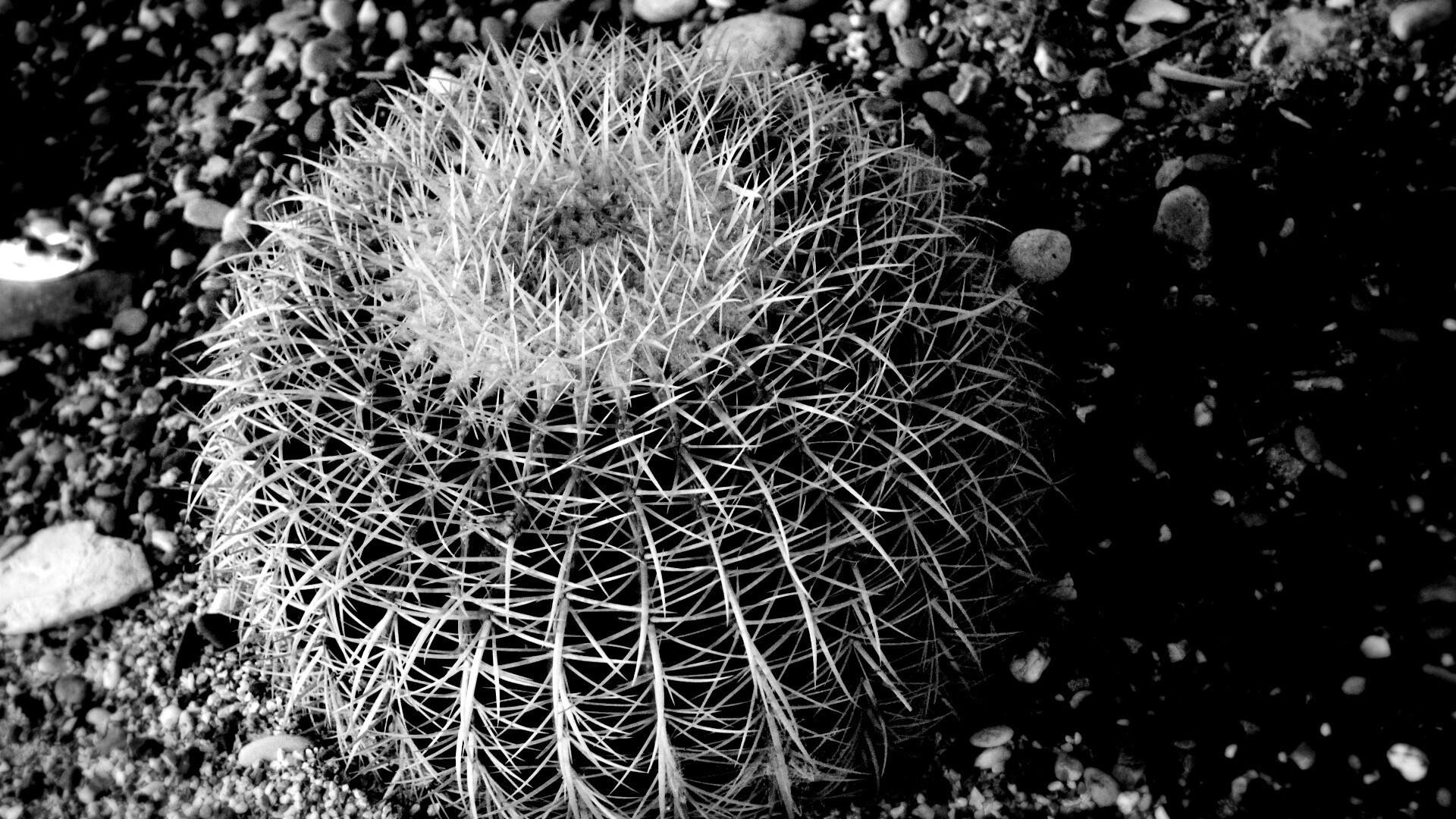 Круглый кактус обои