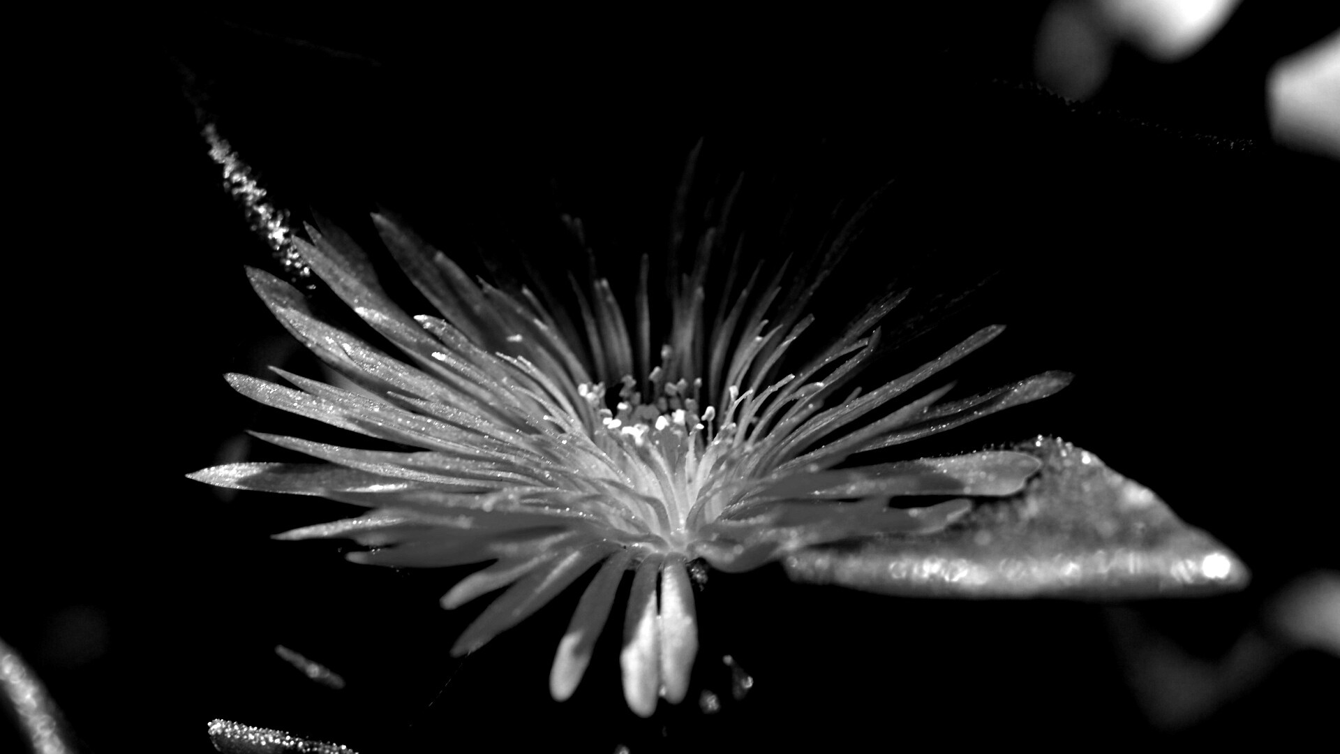 Чудесный цветок обои