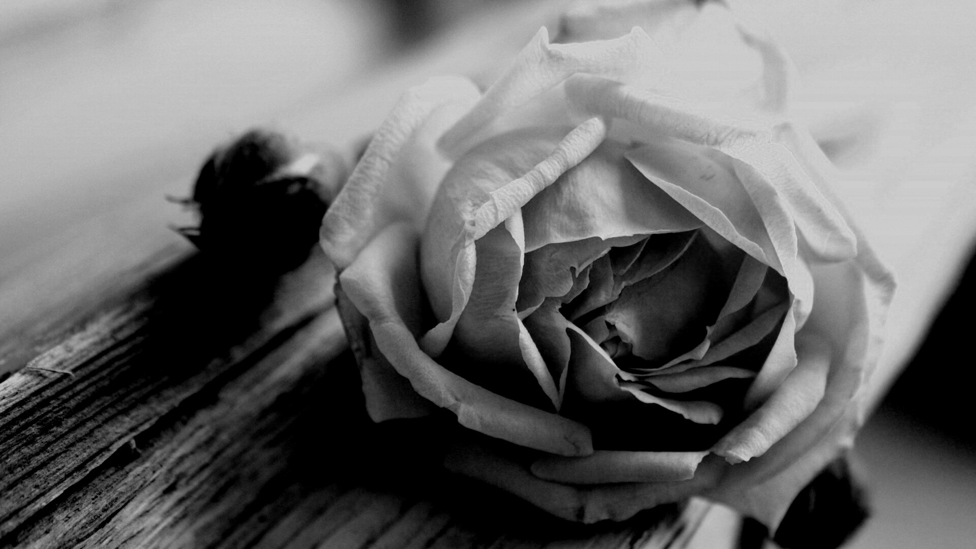 Бутон нежной розы обои