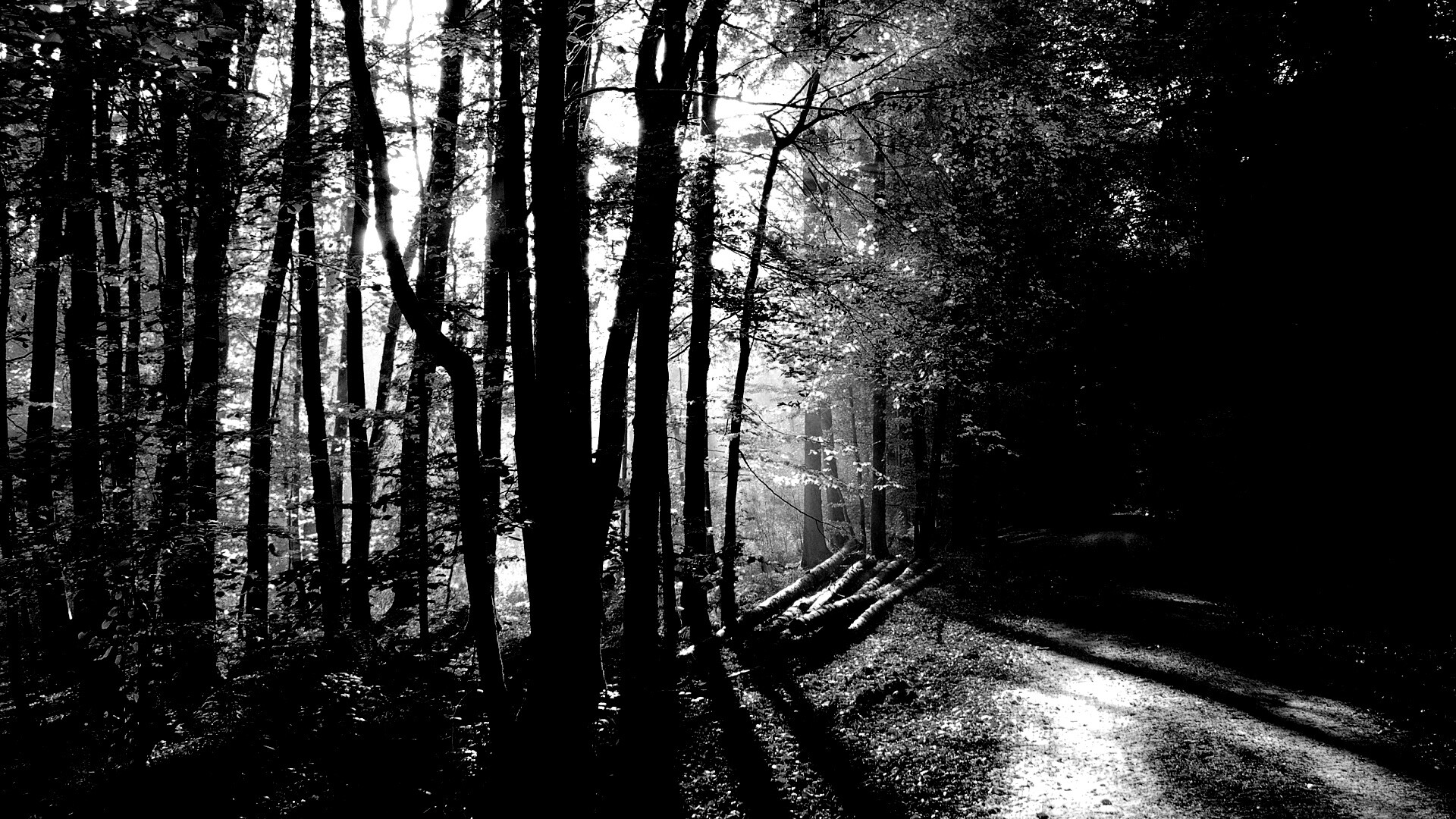 Дорога вдоль просеки в осеннем лесу обои