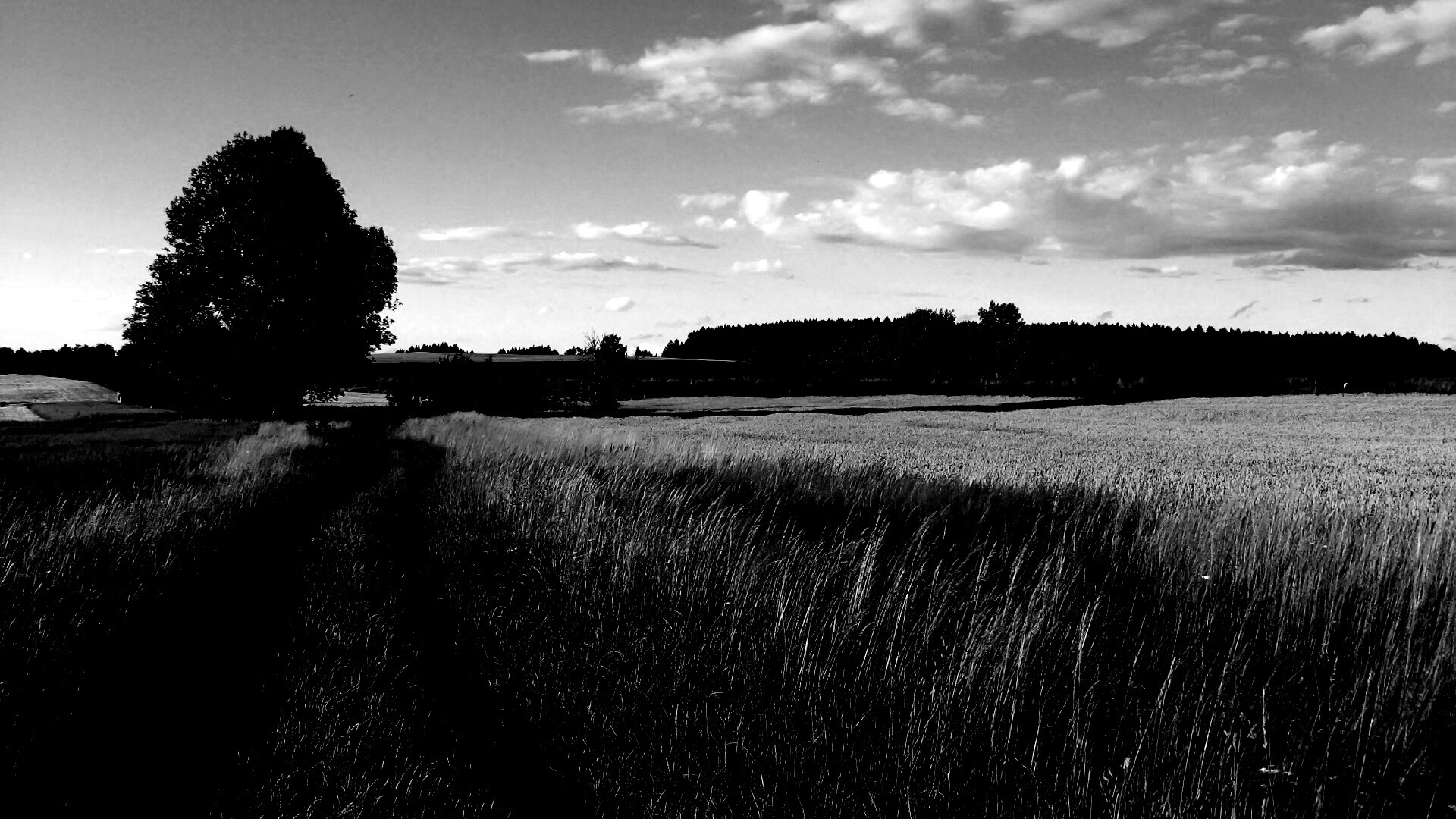 Колея в поле обои