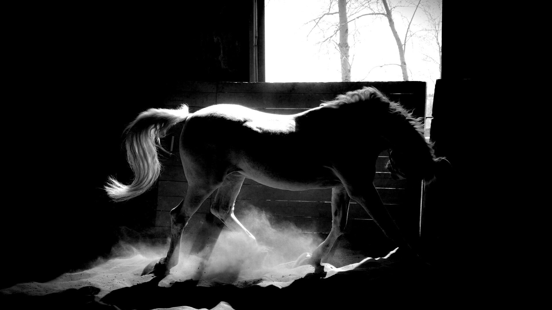 Белая лошадь в загоне обои