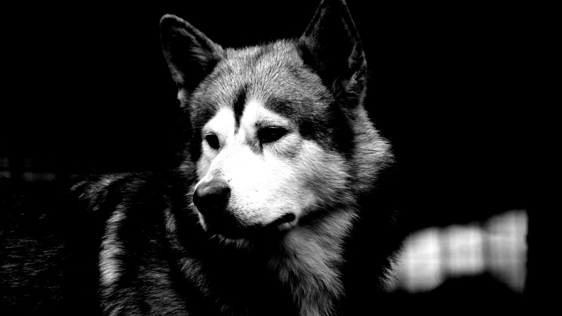 Собака с грустным взглядом обои