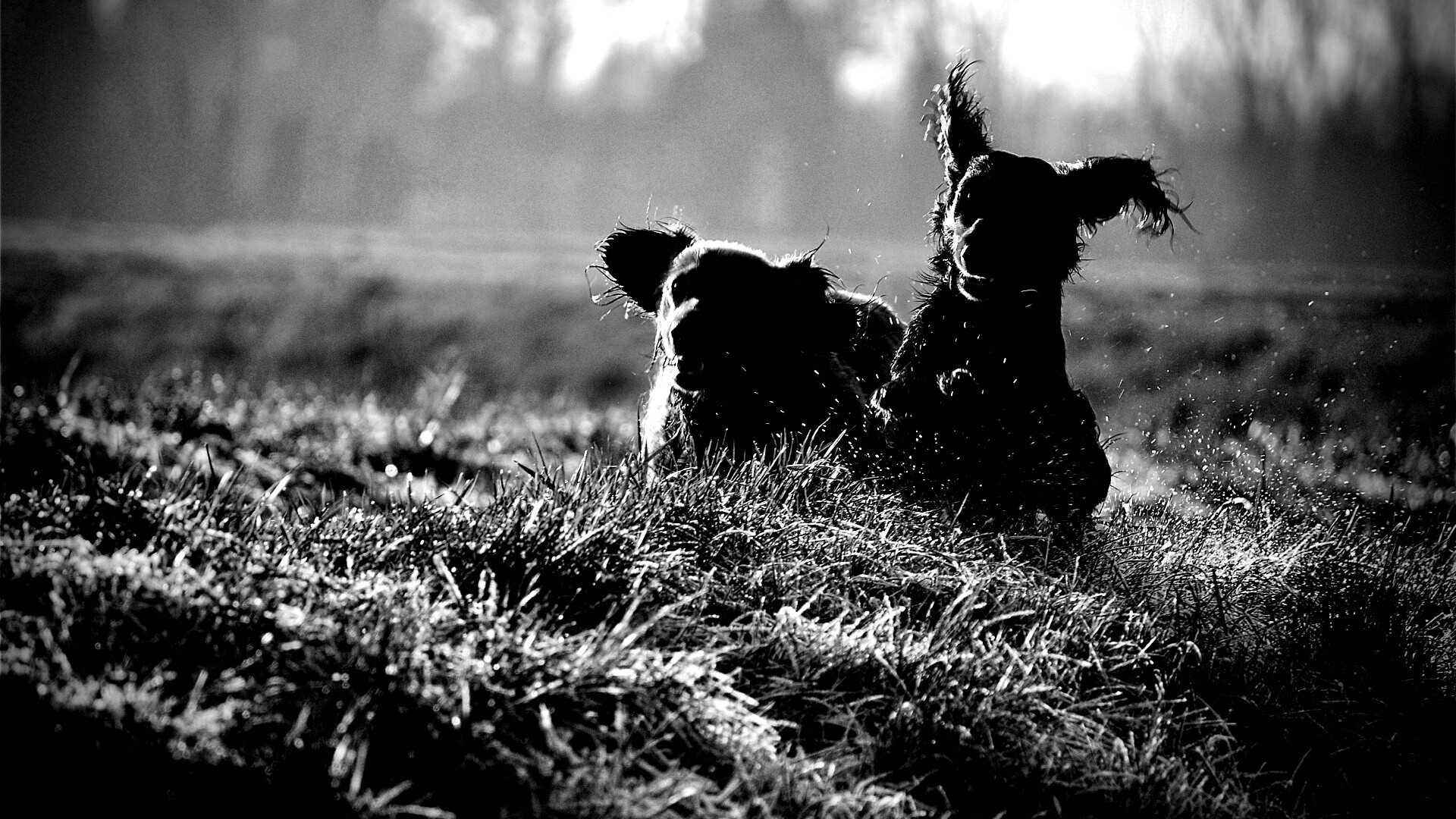 Весёлые таксы обои