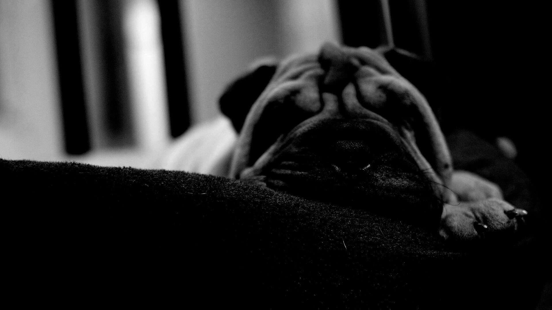 Щенок шарпея спит обои