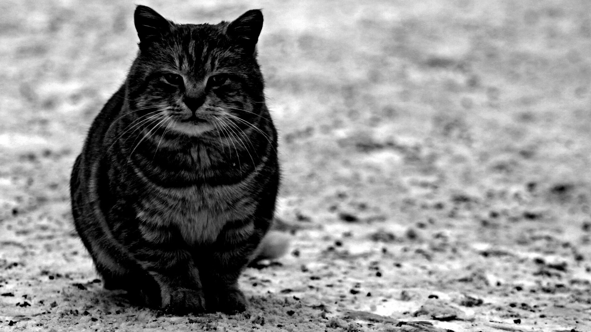 Тяжелый взгляд котэ обои