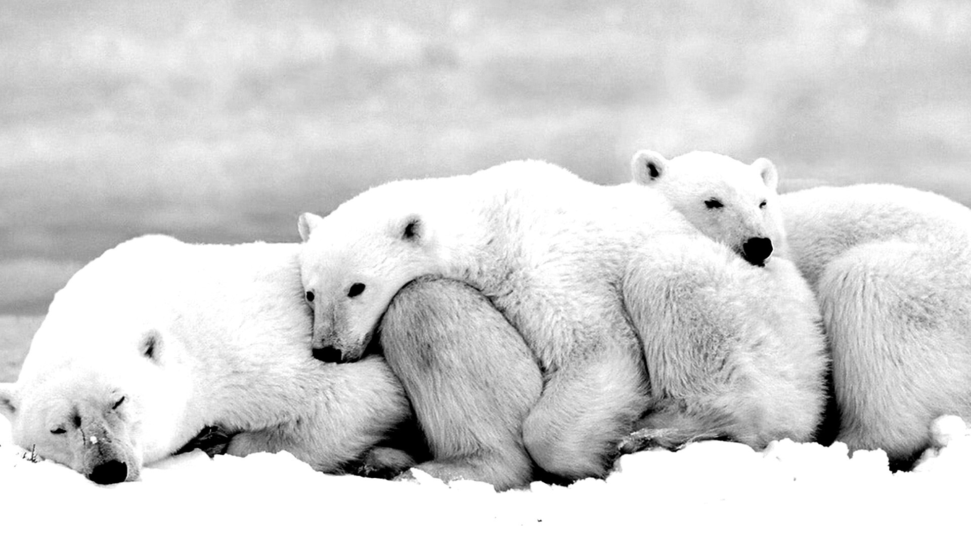 Белые мишки спят обои