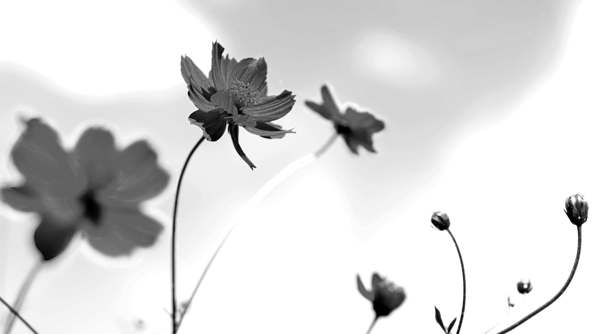 Летние цветы на фоне неба обои