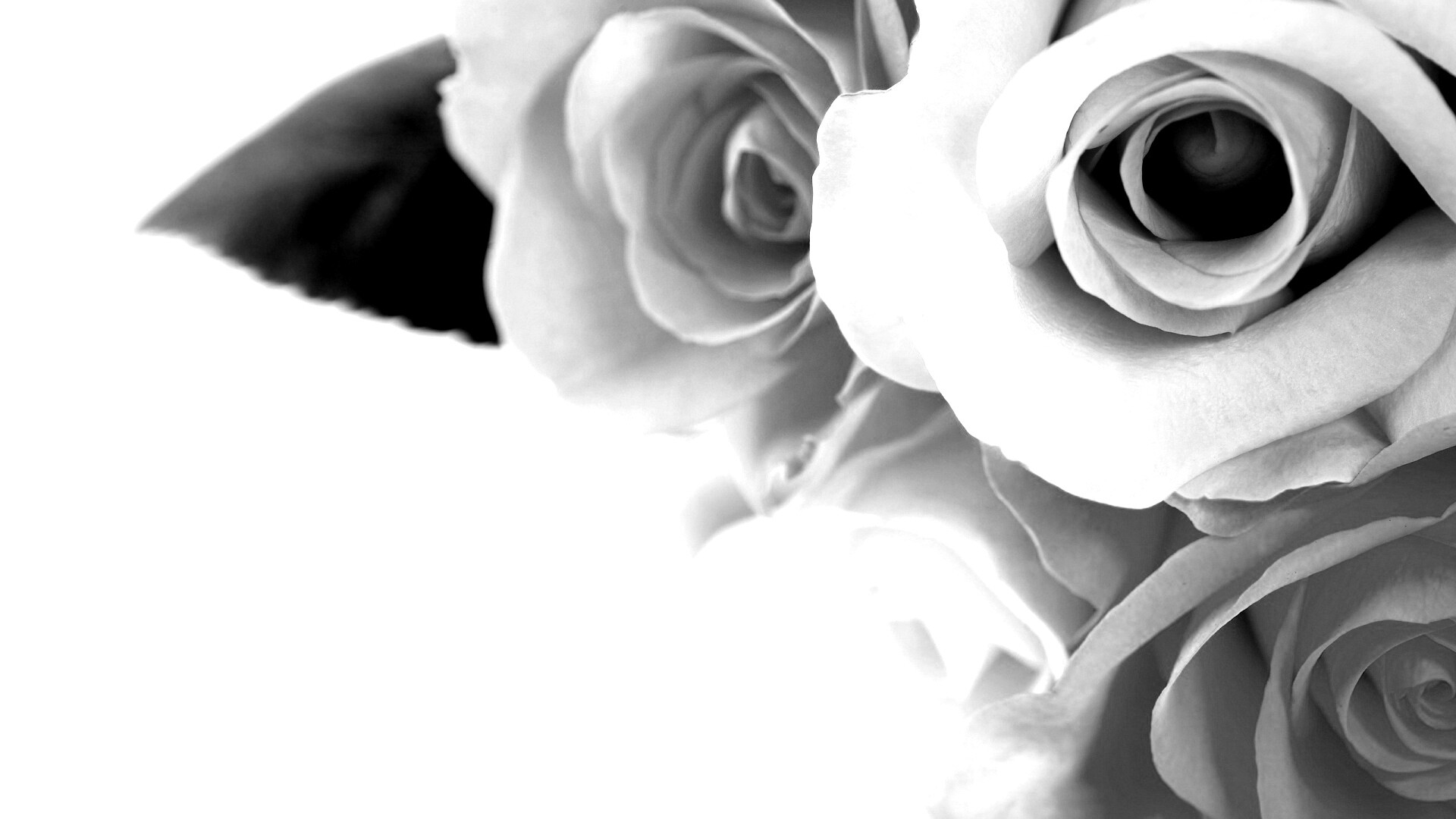 Букет разноцветных роз обои