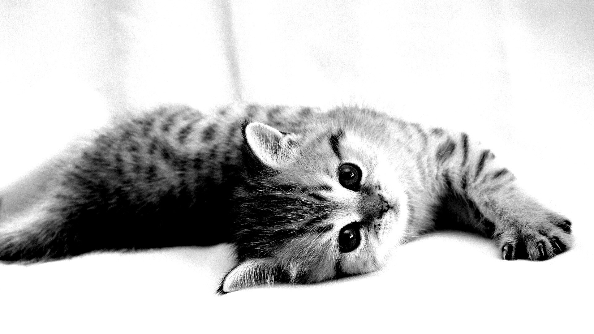 Рыжиый котенок с синим глазами обои