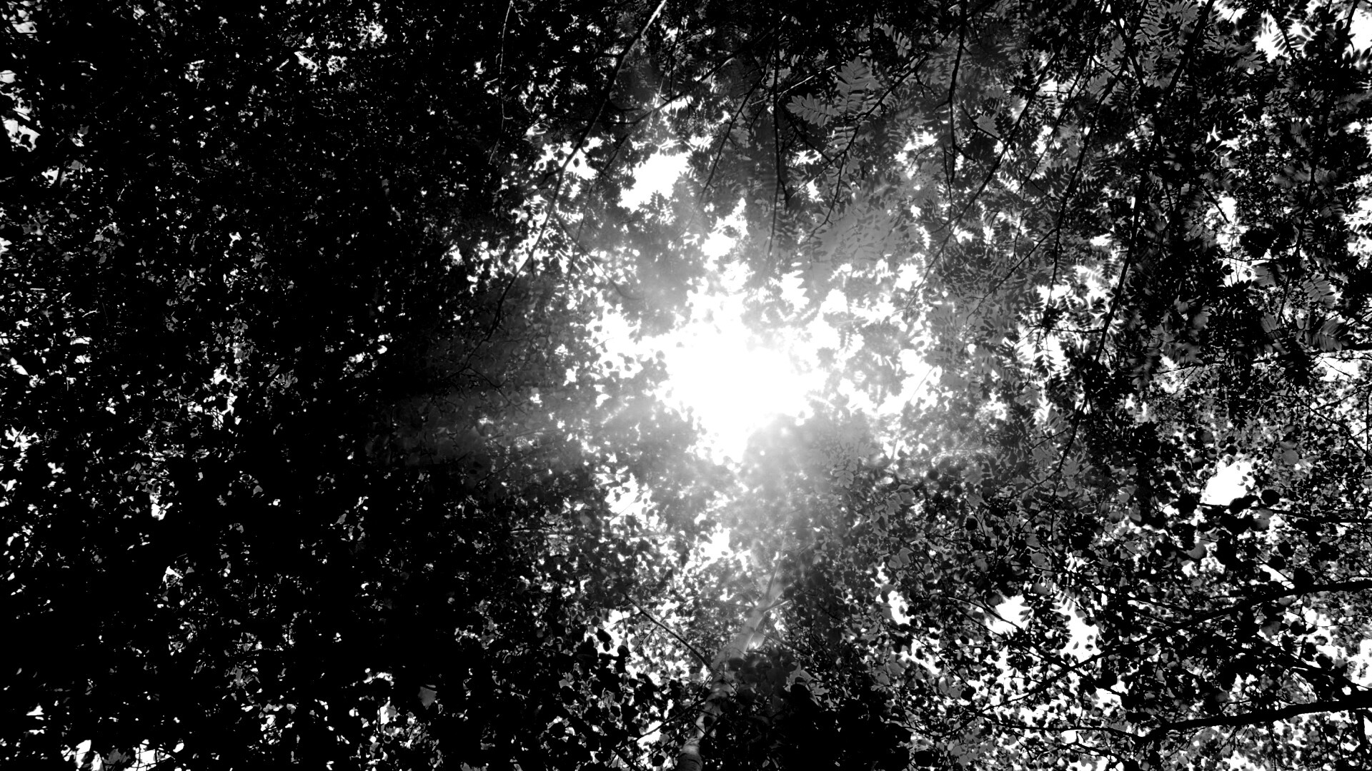 Яркий зеленоватый свет пробивающийся сквозь листву обои