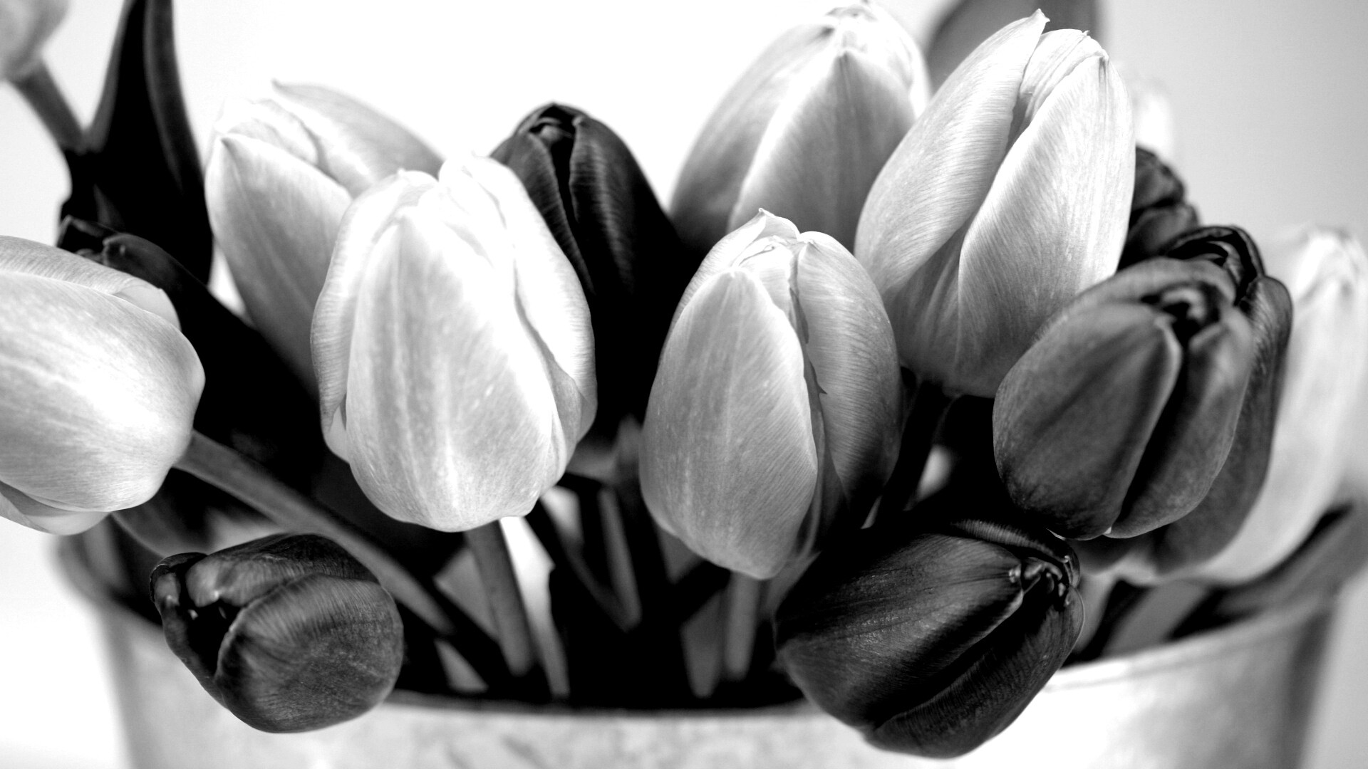 Розовые и фиолетовые тюльпаны обои